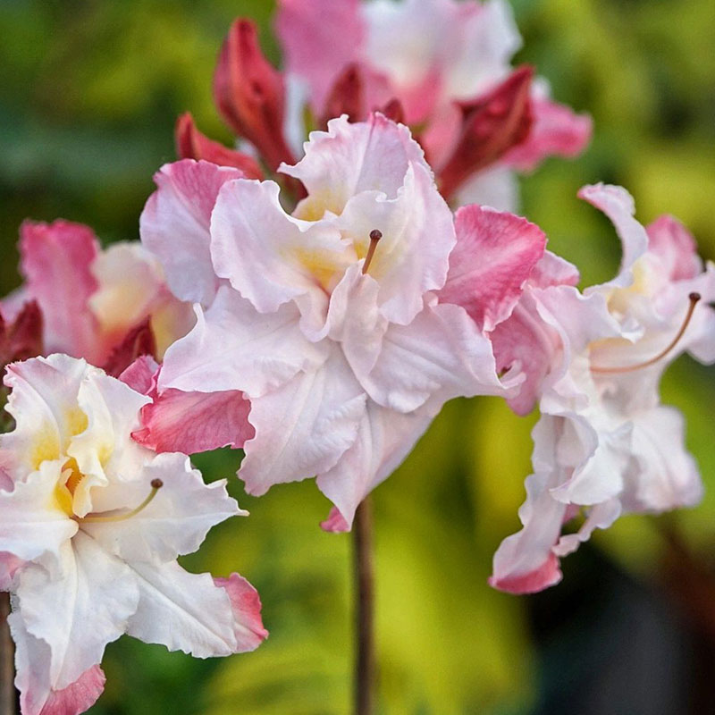 Deciduous Cuckoo Seeds