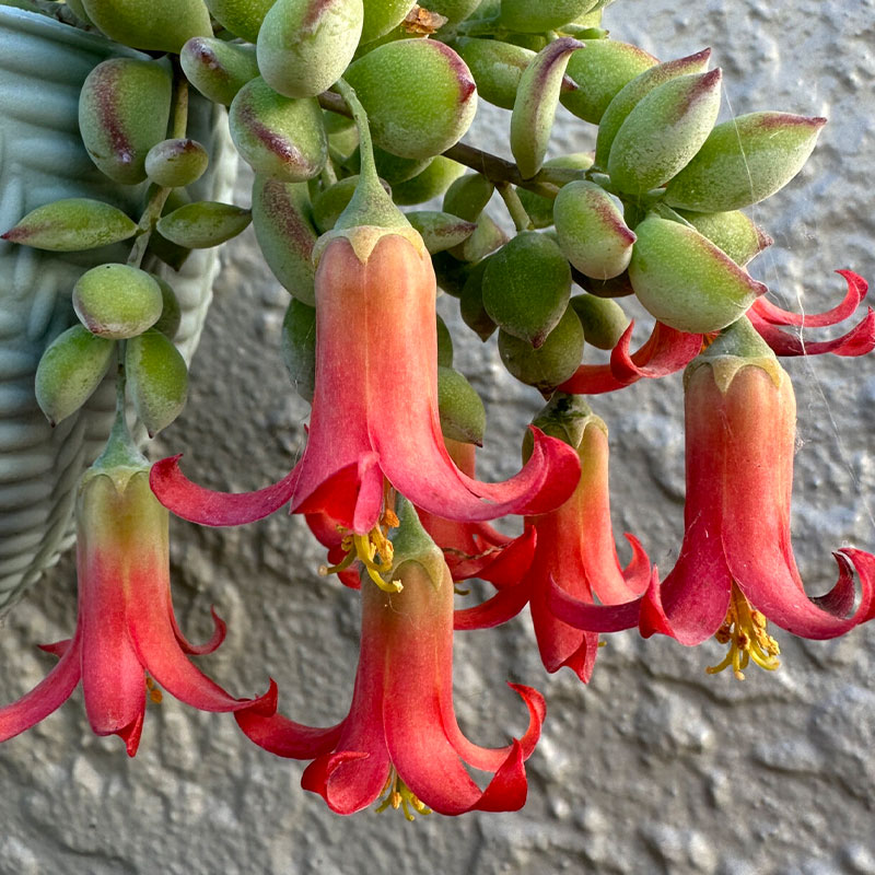Cotyledon pendens seeds