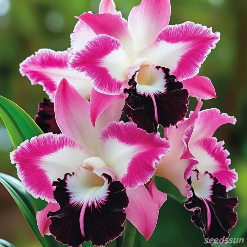 Cattleya Orchid Seeds