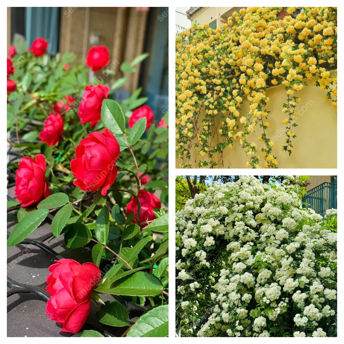 Redwood Creeper Flower Seeds🥰Last Day Sale - 60% OFF