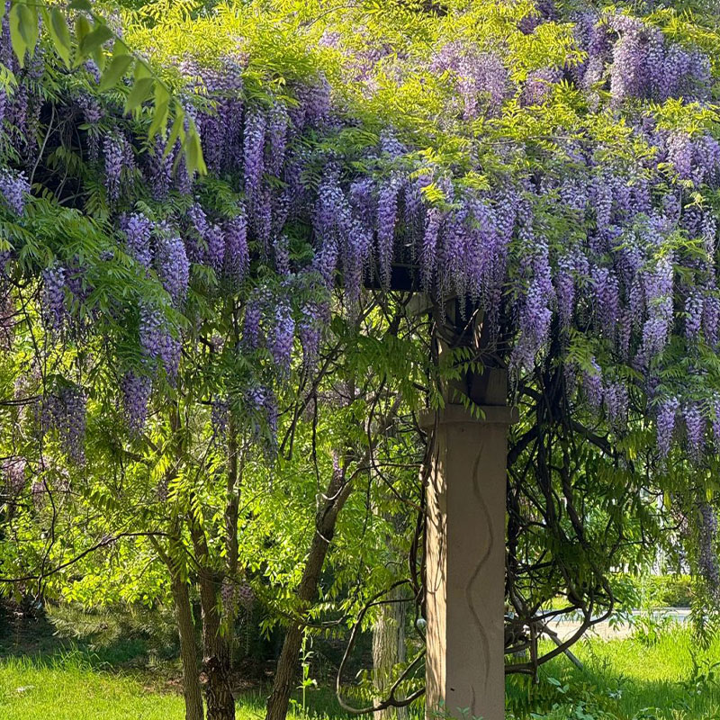 Wisteria Blue Jade Seeds