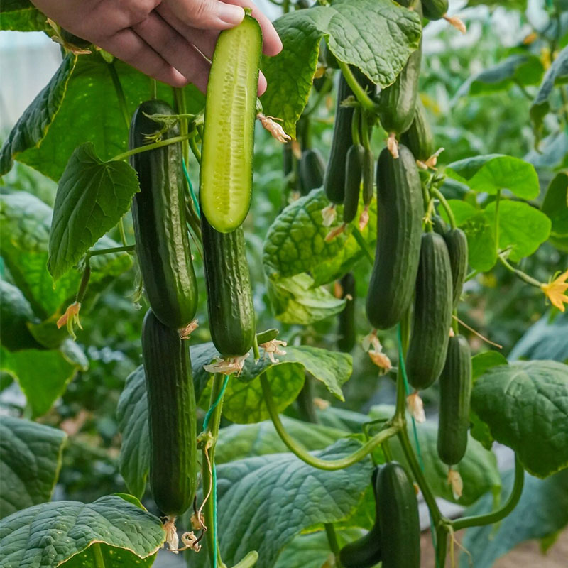 Prickly Fruit Gherkin Seeds