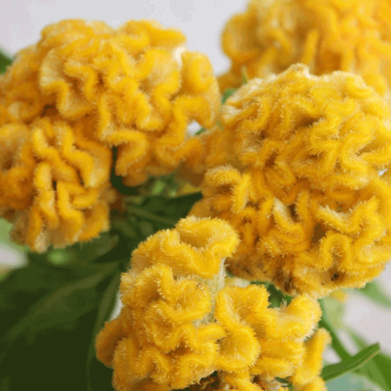 Multicolor Spherical Cockscomb Seeds