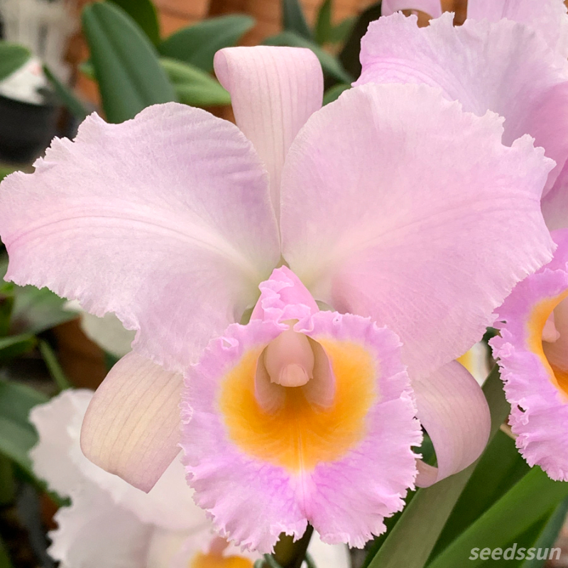 Cattleya Orchid Seeds