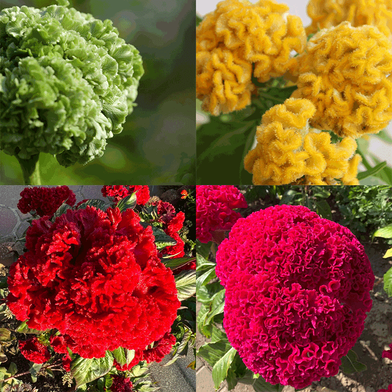 Multicolor Spherical Cockscomb Seeds