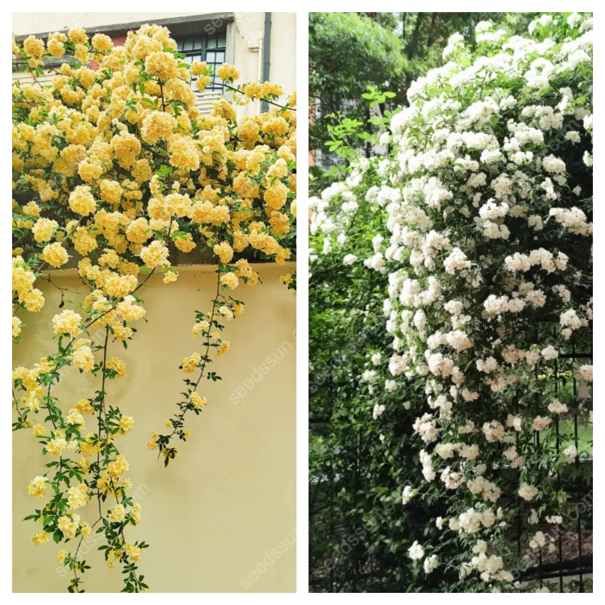 Redwood Creeper Flower Seeds🥰Last Day Sale - 60% OFF