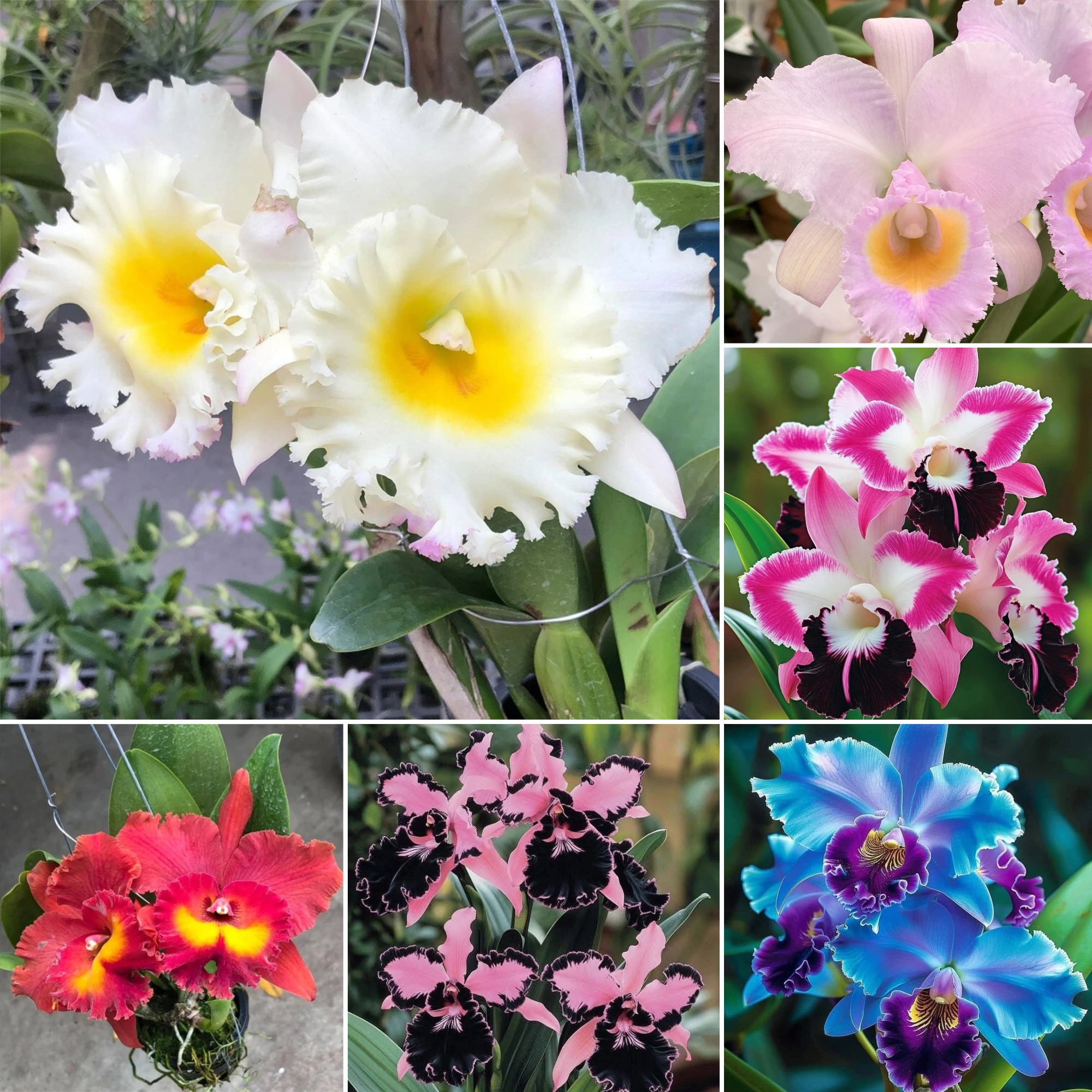 Cattleya Orchid Seeds