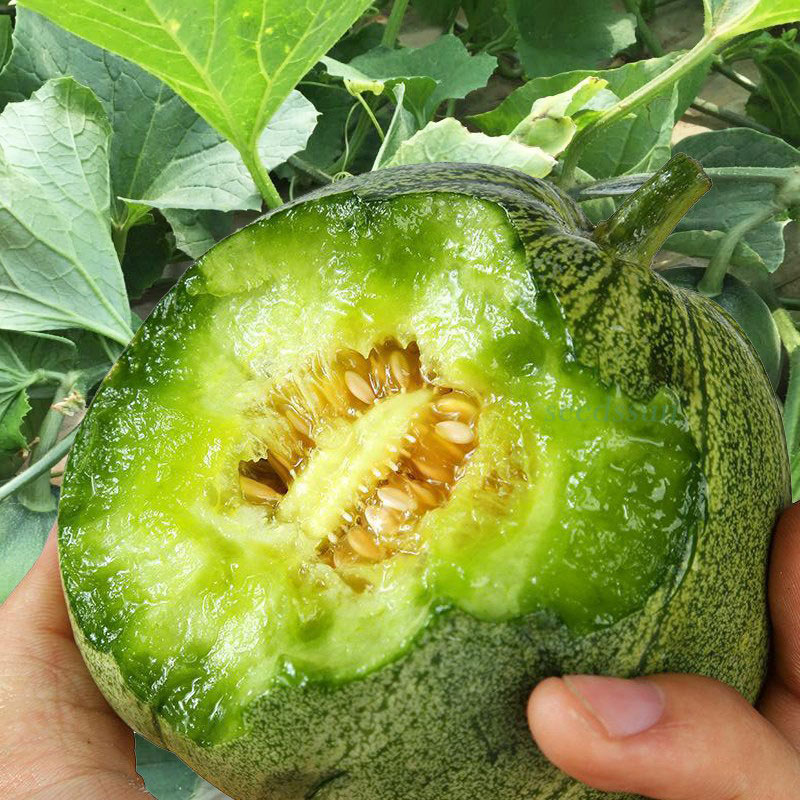 Emerald Melon Seeds