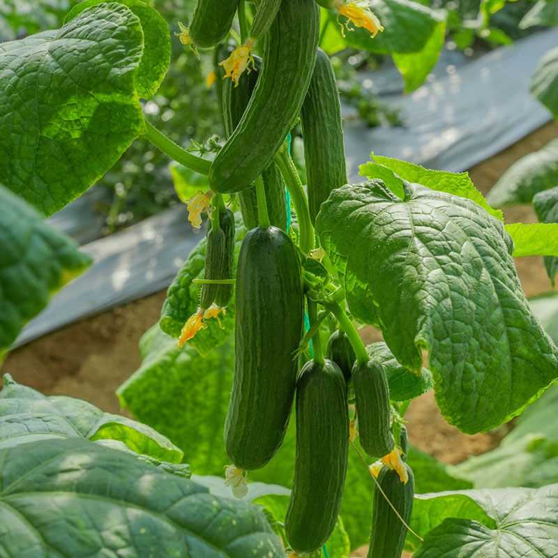 Prickly Fruit Gherkin Seeds