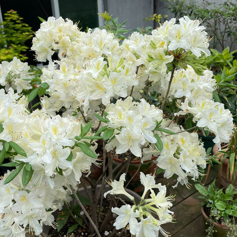 Deciduous Cuckoo Seeds