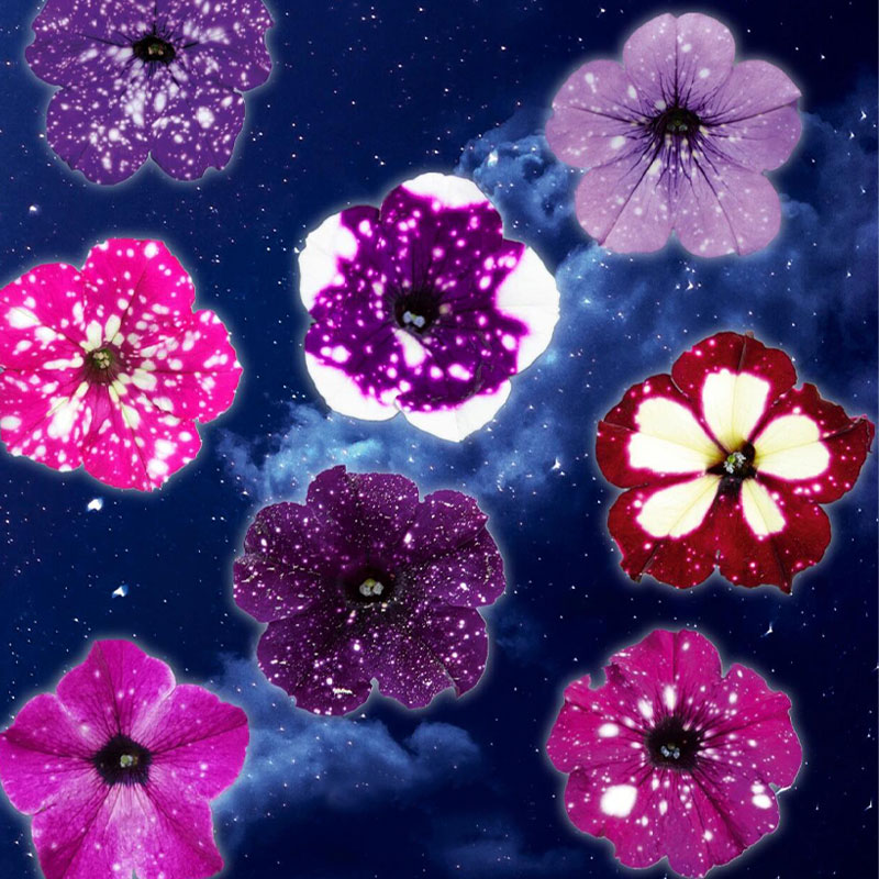 Bright Star River - Starry Morning Glory Seeds