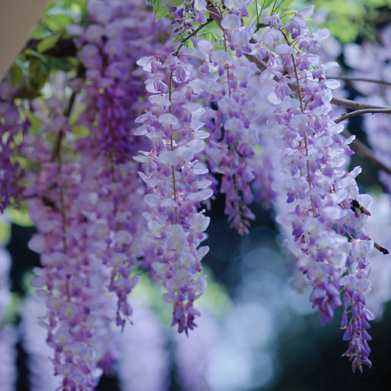 💜Wisteria seeds💜