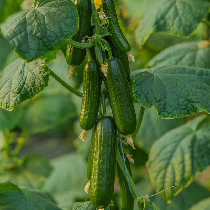 Prickly Fruit Gherkin Seeds