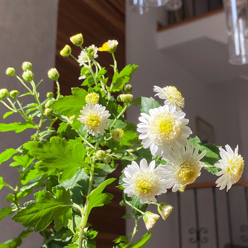 Piania Breviglossum Seeds