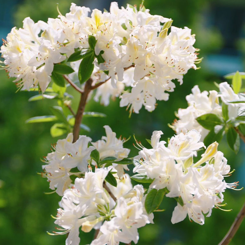 Deciduous Cuckoo Seeds