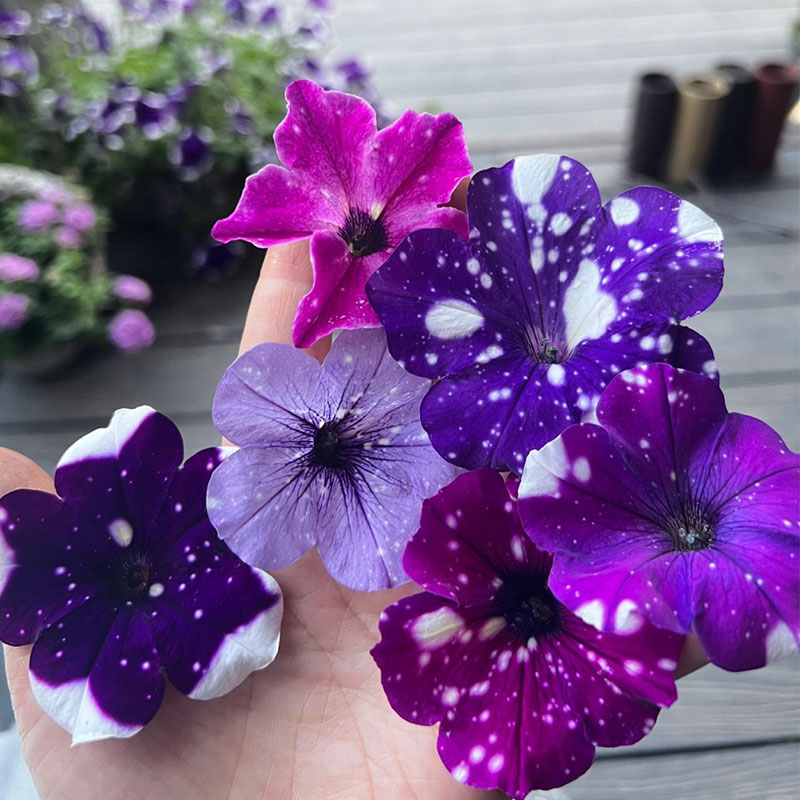 Bright Star River - Starry Morning Glory Seeds
