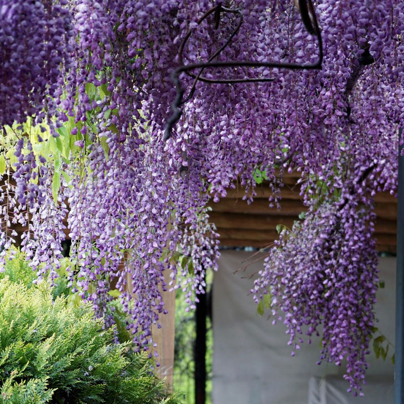Wisteria Blue Jade Seeds