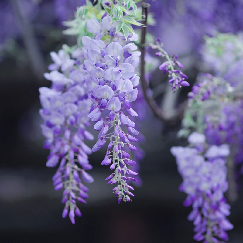 💜Wisteria seeds💜