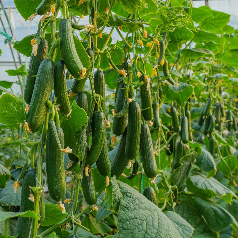 Prickly Fruit Gherkin Seeds