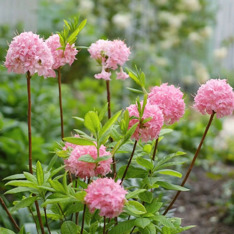 Deciduous Cuckoo Seeds