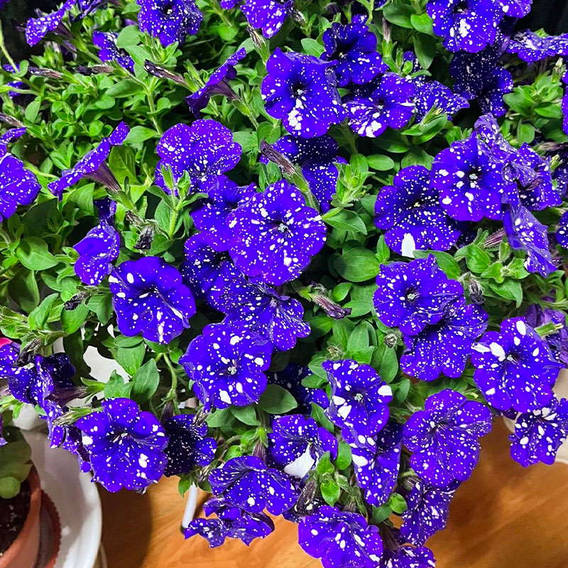 Bright Star River - Starry Morning Glory Seeds