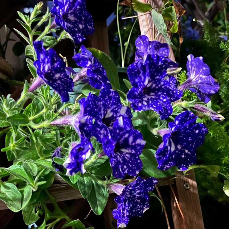 Bright Star River - Starry Morning Glory Seeds