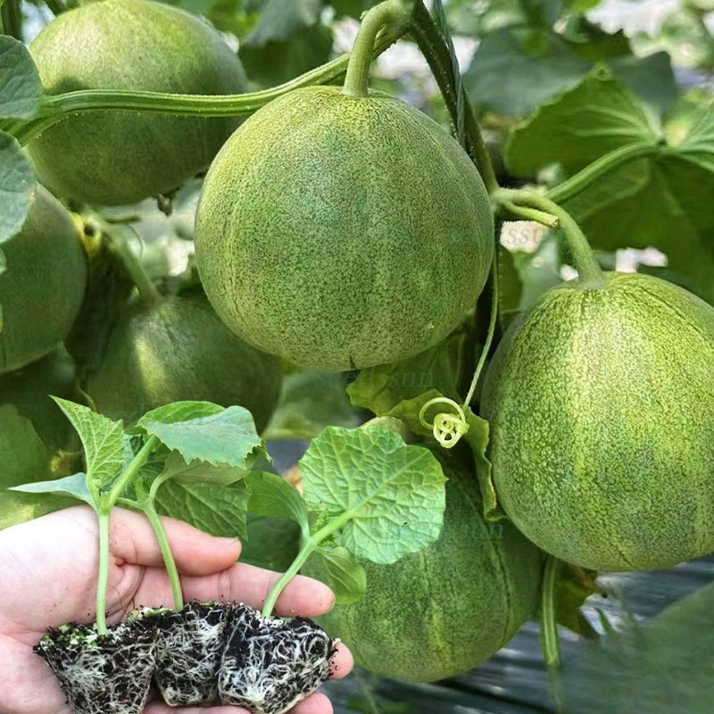 Emerald Melon Seeds