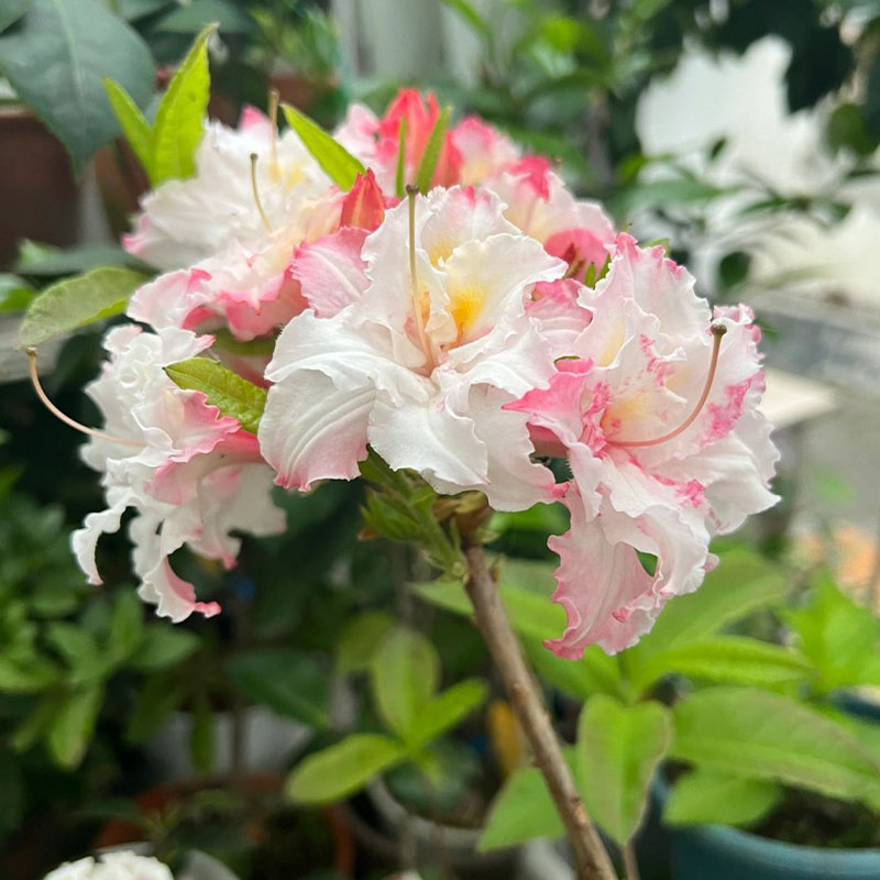 Deciduous Cuckoo Seeds