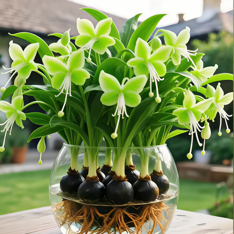 Phalaenopsis Lantern Flower Bulbs