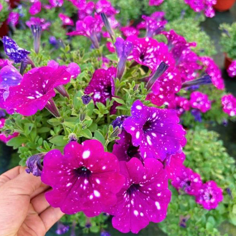 Bright Star River - Starry Morning Glory Seeds