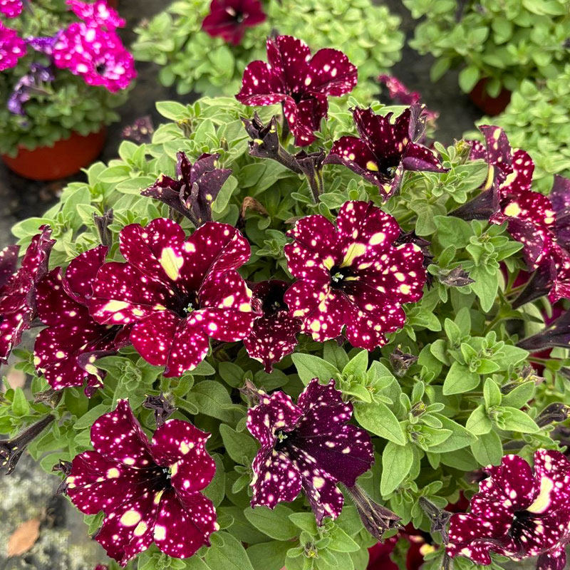 Bright Star River - Starry Morning Glory Seeds