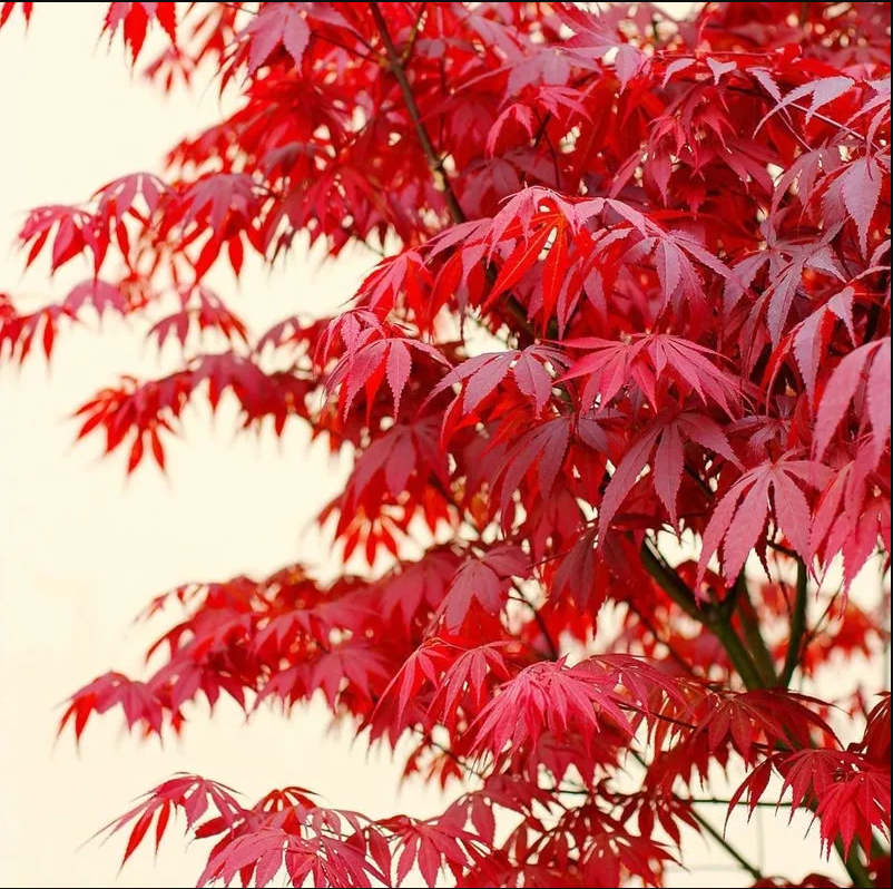 Red maple seeds