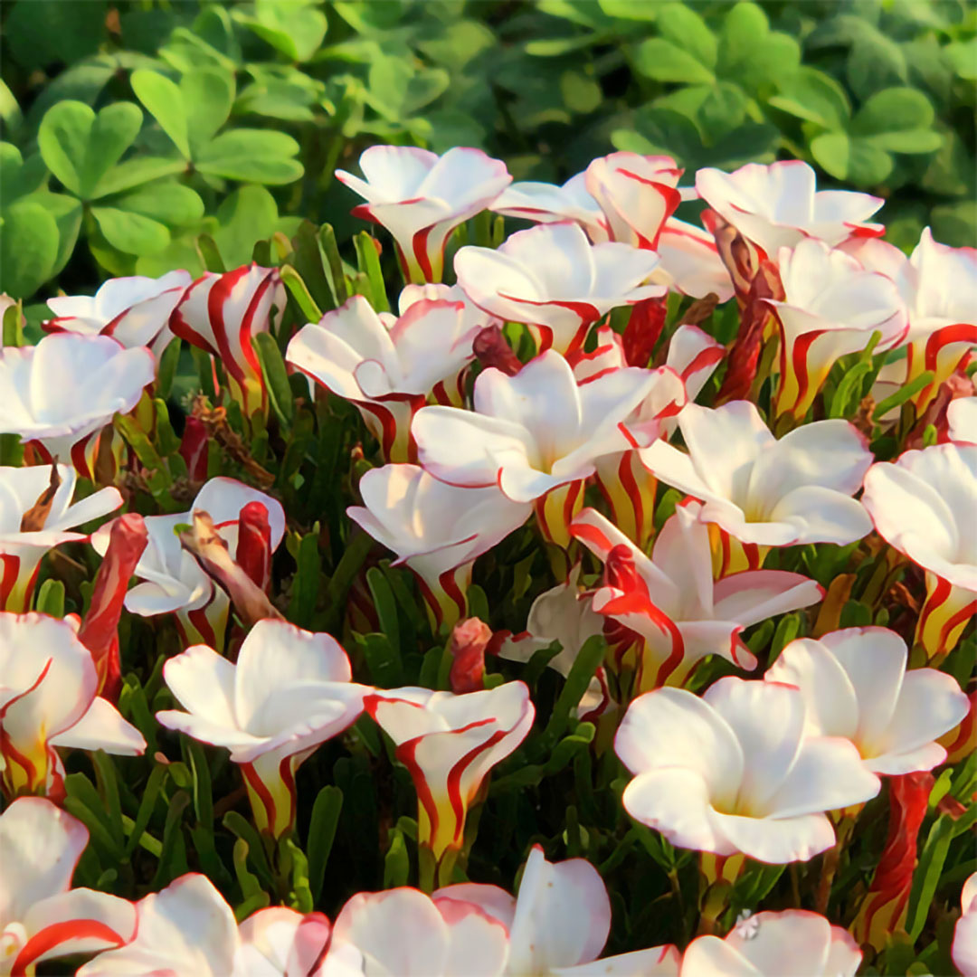 Ice cream fried soy sauce