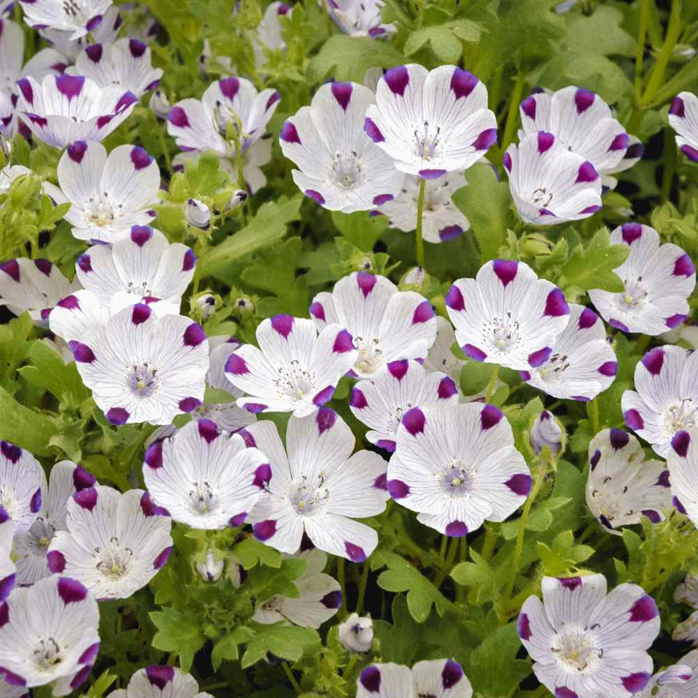 Nemophila menziesii (Baby blue eyes) Seeds