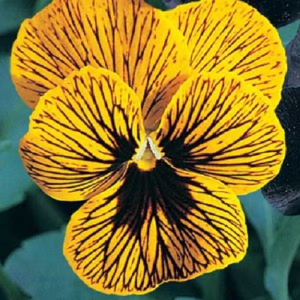 Beautiful Pansy Seeds