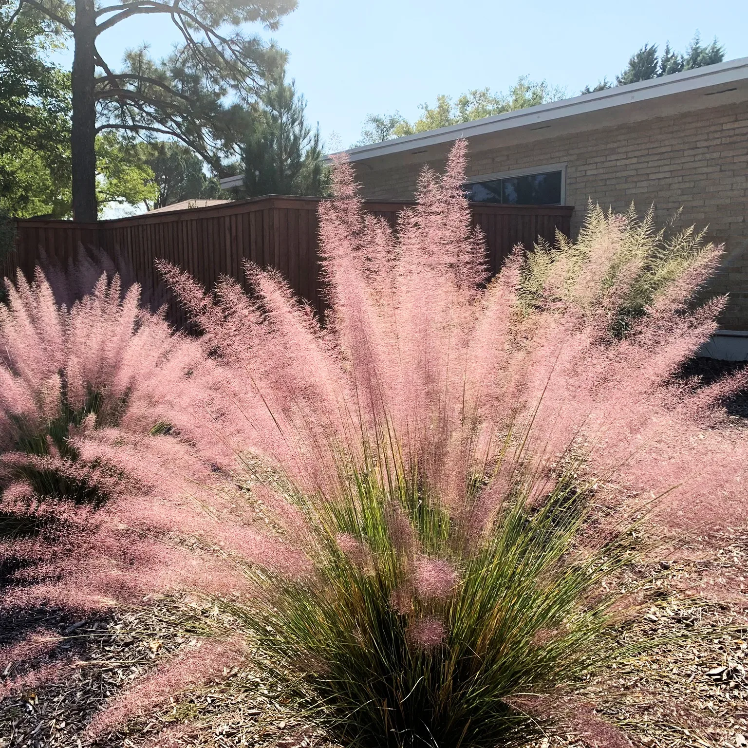 Pink Muhly Grass Seeds