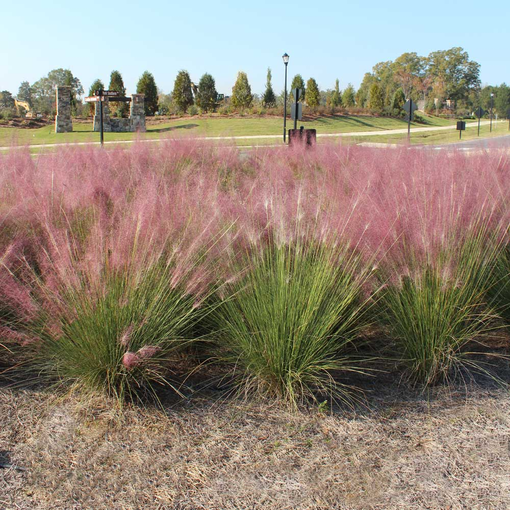 Pink Muhly Grass Seeds