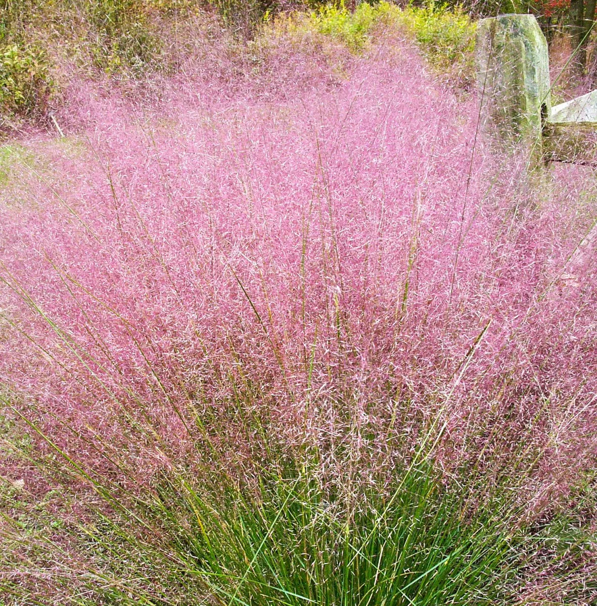 Pink Muhly Grass Seeds
