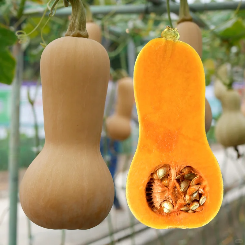 Soft, sweet and creamy pumpkin