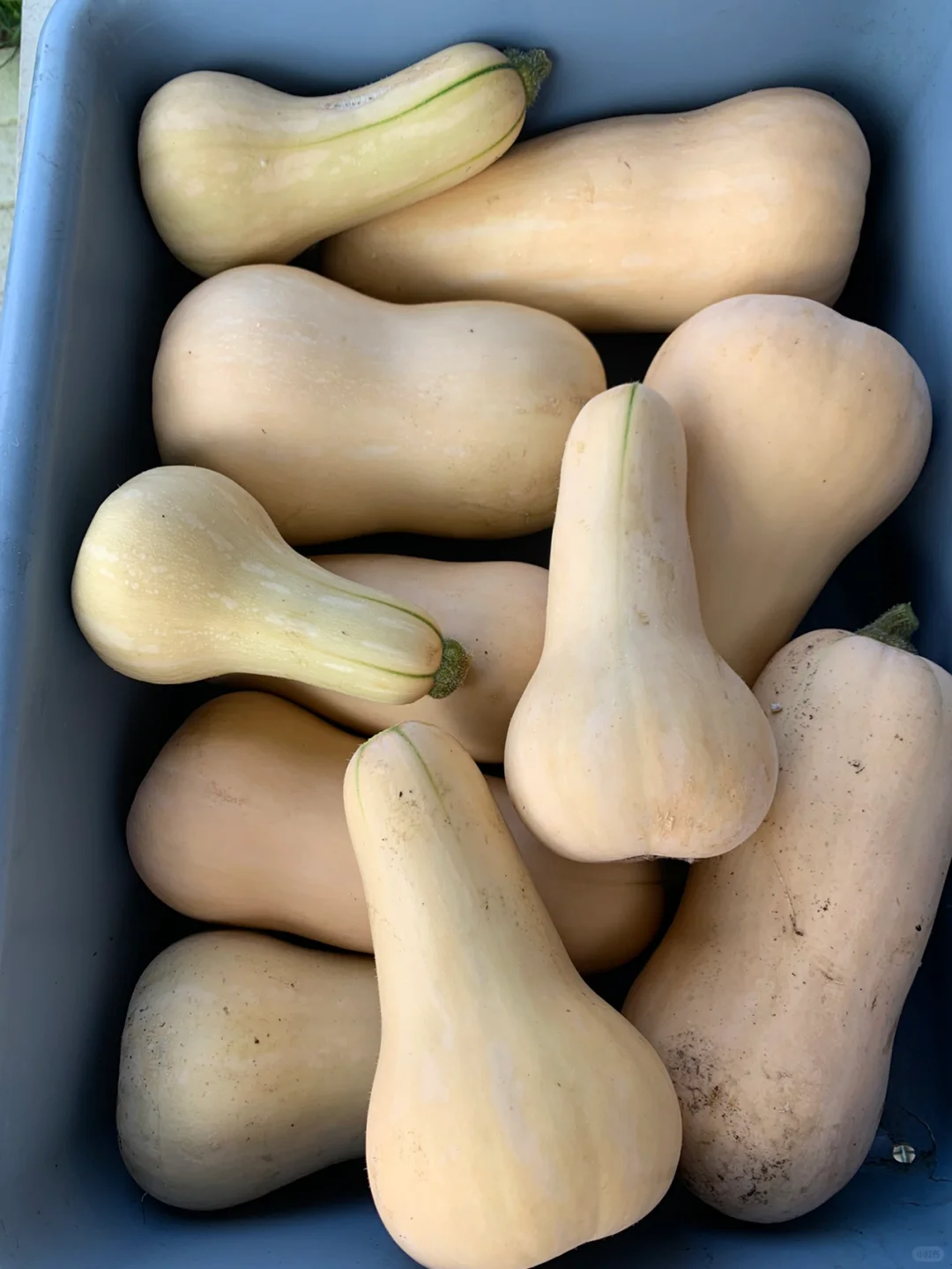 Soft, sweet and creamy pumpkin