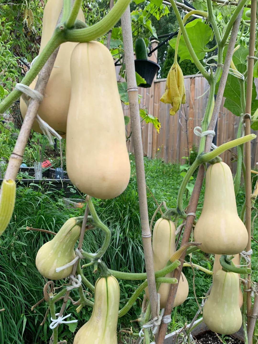 Soft, sweet and creamy pumpkin