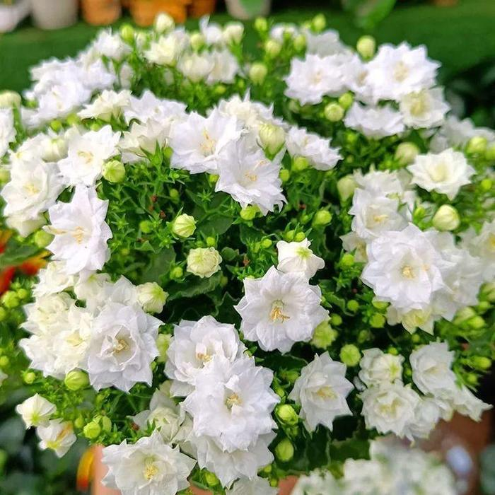 Danish Campanula Flower Seeds