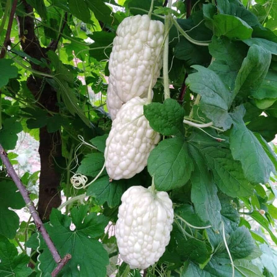 White Jade Balsam Pear