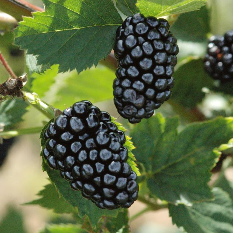 🍇 Thornless Blackberry Seeds - a delicious and convenient new choice 🍇