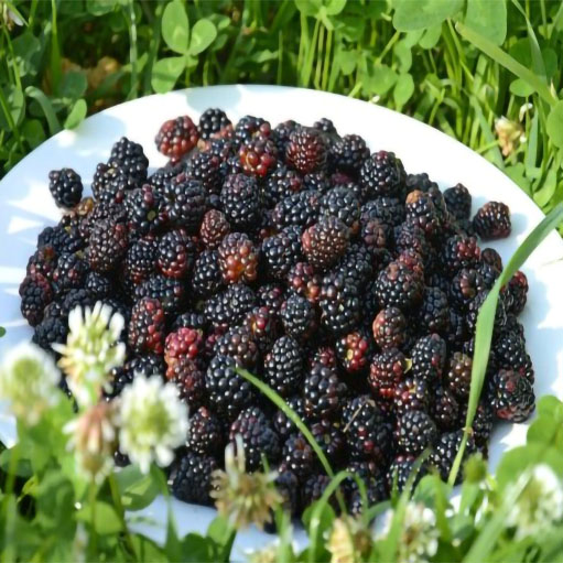🍇 Thornless Blackberry Seeds - a delicious and convenient new choice 🍇