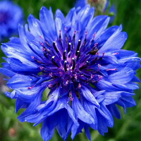 Flower Planting Mix💐Cornflower Seeds