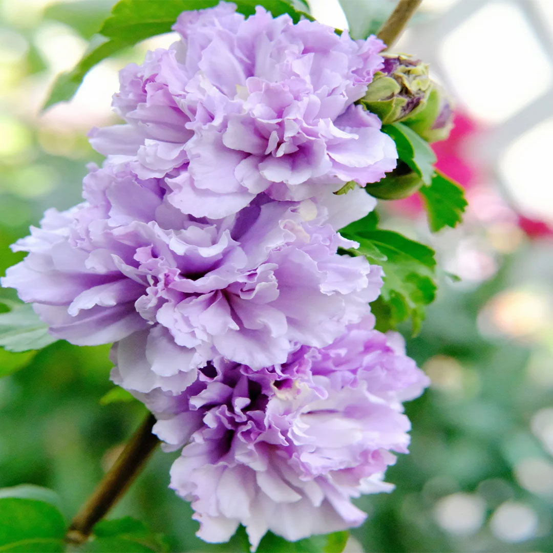 Giant bicolor hibiscus seeds
