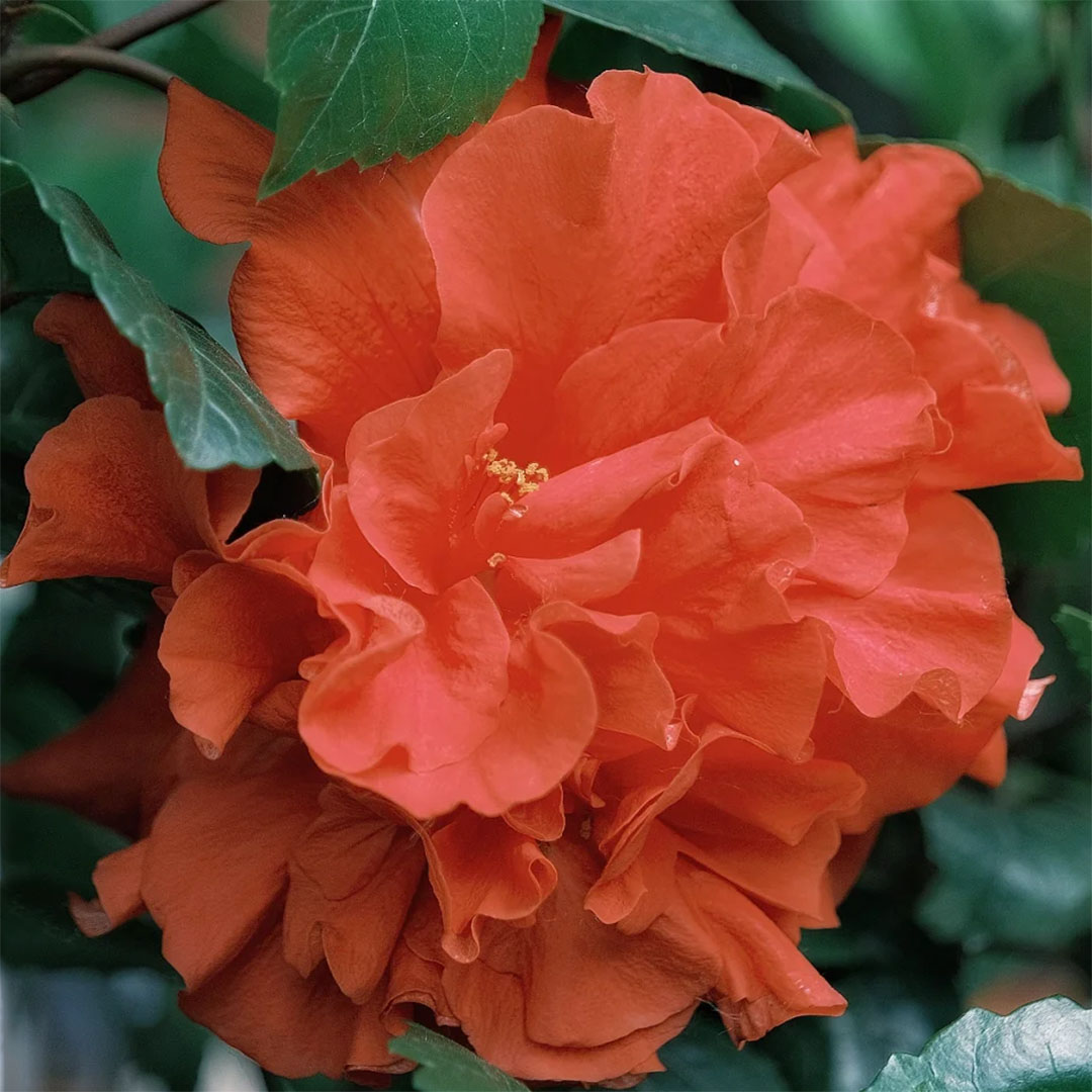 Giant bicolor hibiscus seeds