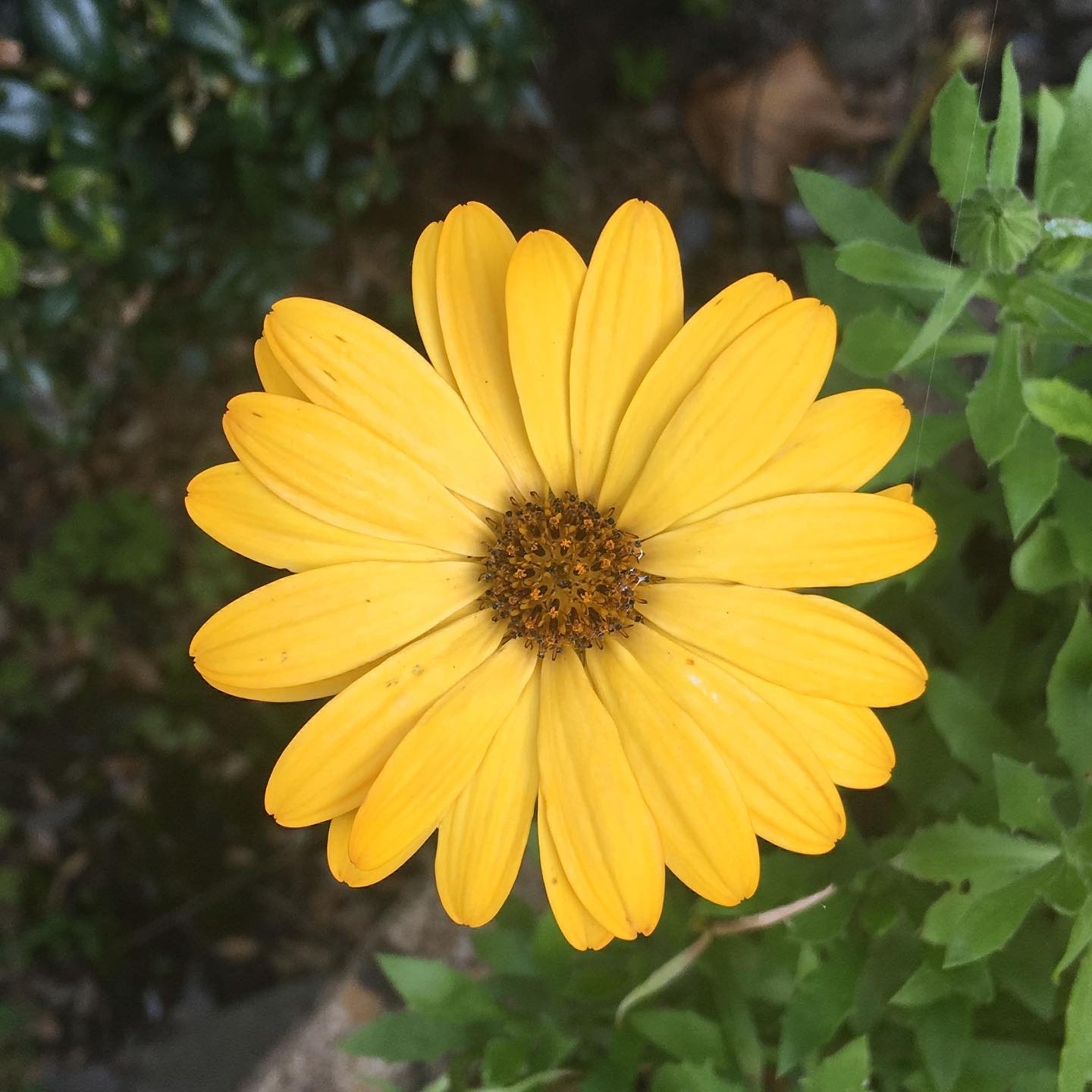 Pyrethrum Daisy Seeds