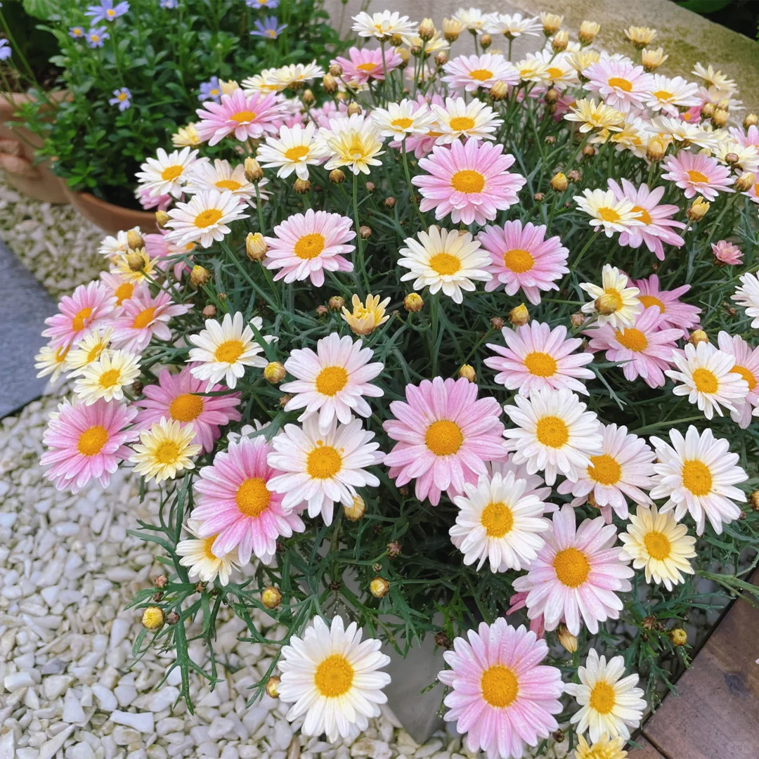Pyrethrum Daisy Seeds